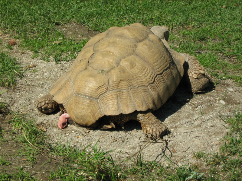tarta.jpg