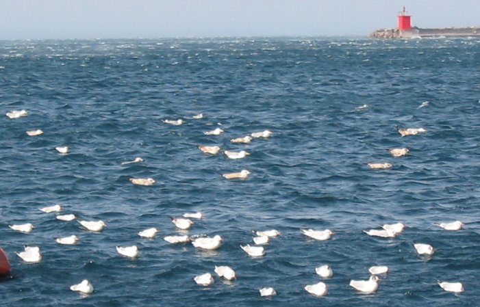 zima-cocai.jpg